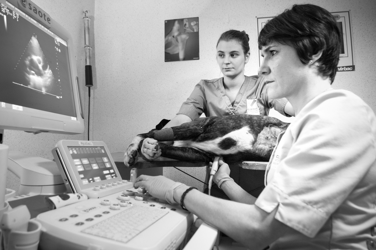 Cardiologie vétérinaire à Plaisance-du-Touch - Clinique de la Rivière