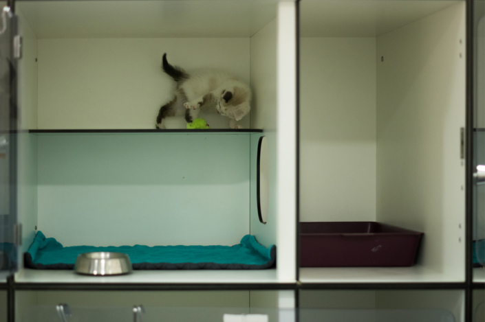 Cages de grandes tailles et confortables pour les chats