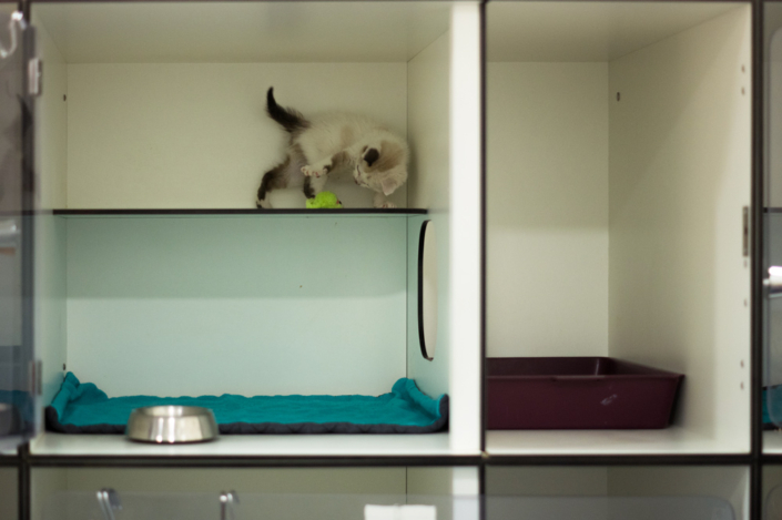 Cages de grandes tailles et confortables pour les chats
