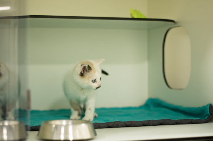 Cages spacieuses et confortables pour les chats