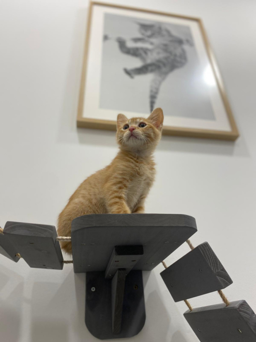 Équipements spécifiques pour les chats