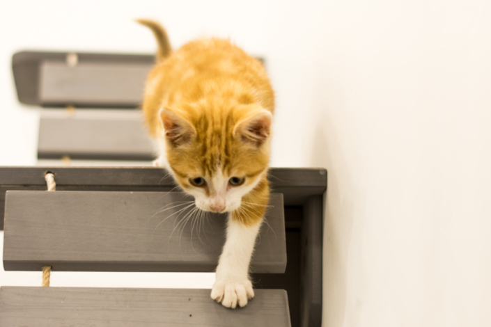 Équipements spécifiques pour les chats - Label Catfriendly