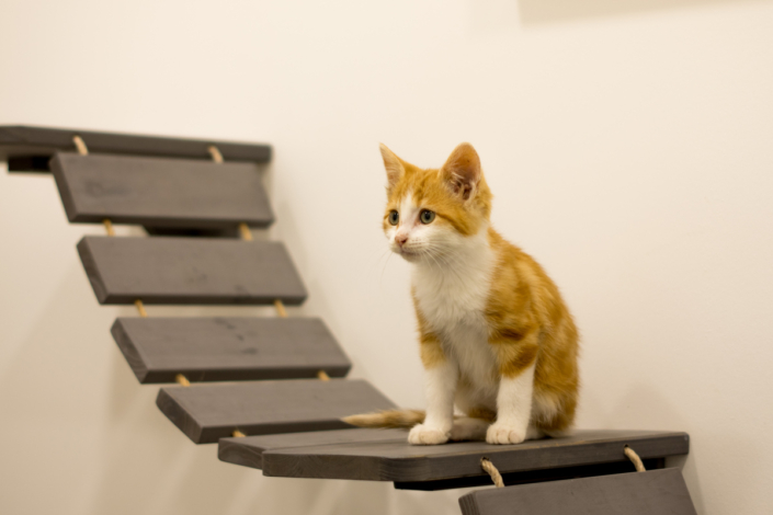 Clinique vétérinaire accréditée Label Catfriendly, niveau or