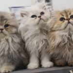 troischatonspersans