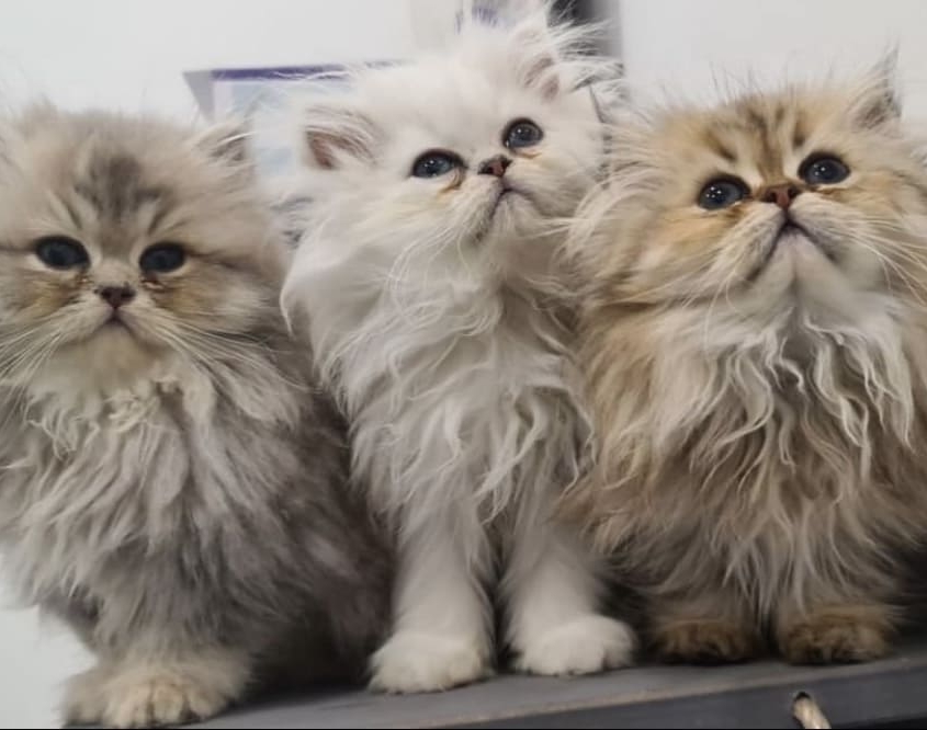 troischatonspersans