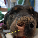 Aspergillose nez chien