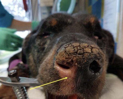 Aspergillose nez chien