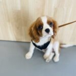 Chiot CKC