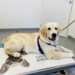 Golden chez le veterinaire