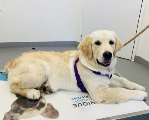 Golden chez le veterinaire