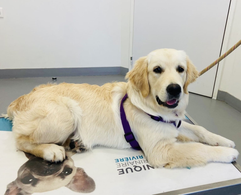 Golden chez le veterinaire