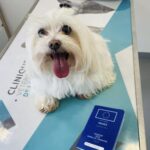 Voyage chien passeport