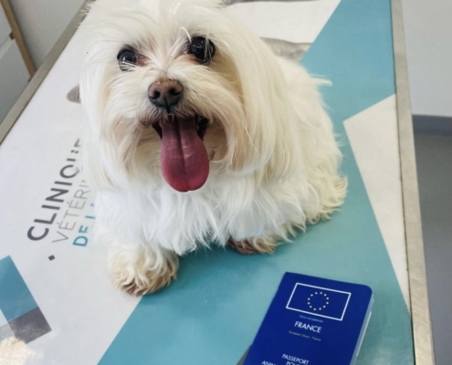 Voyage chien passeport