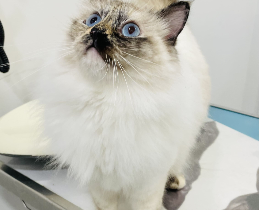 Ragdoll