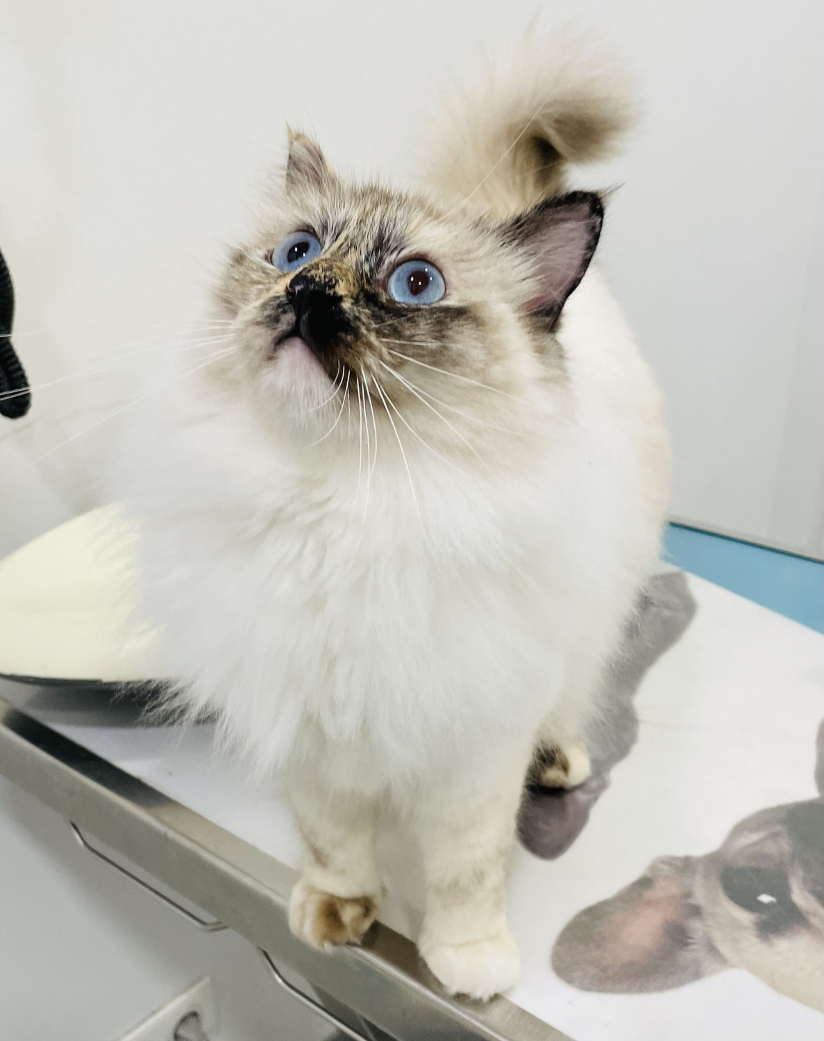 Ragdoll