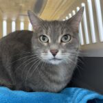 Chat diabétique