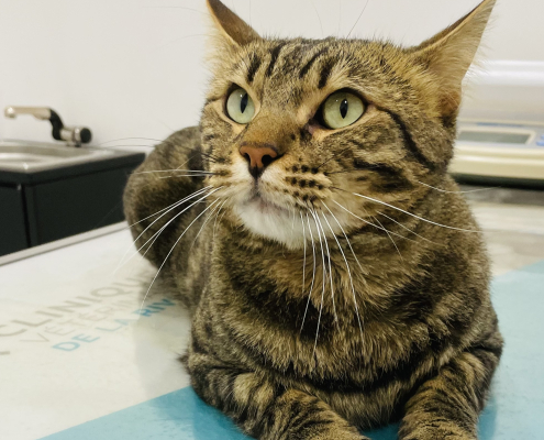 chat en consultation