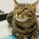 chat en consultation