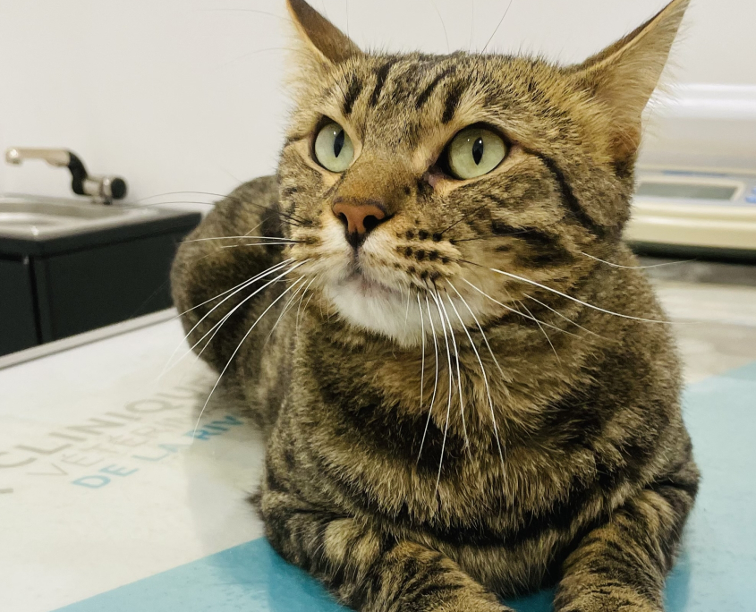 chat en consultation